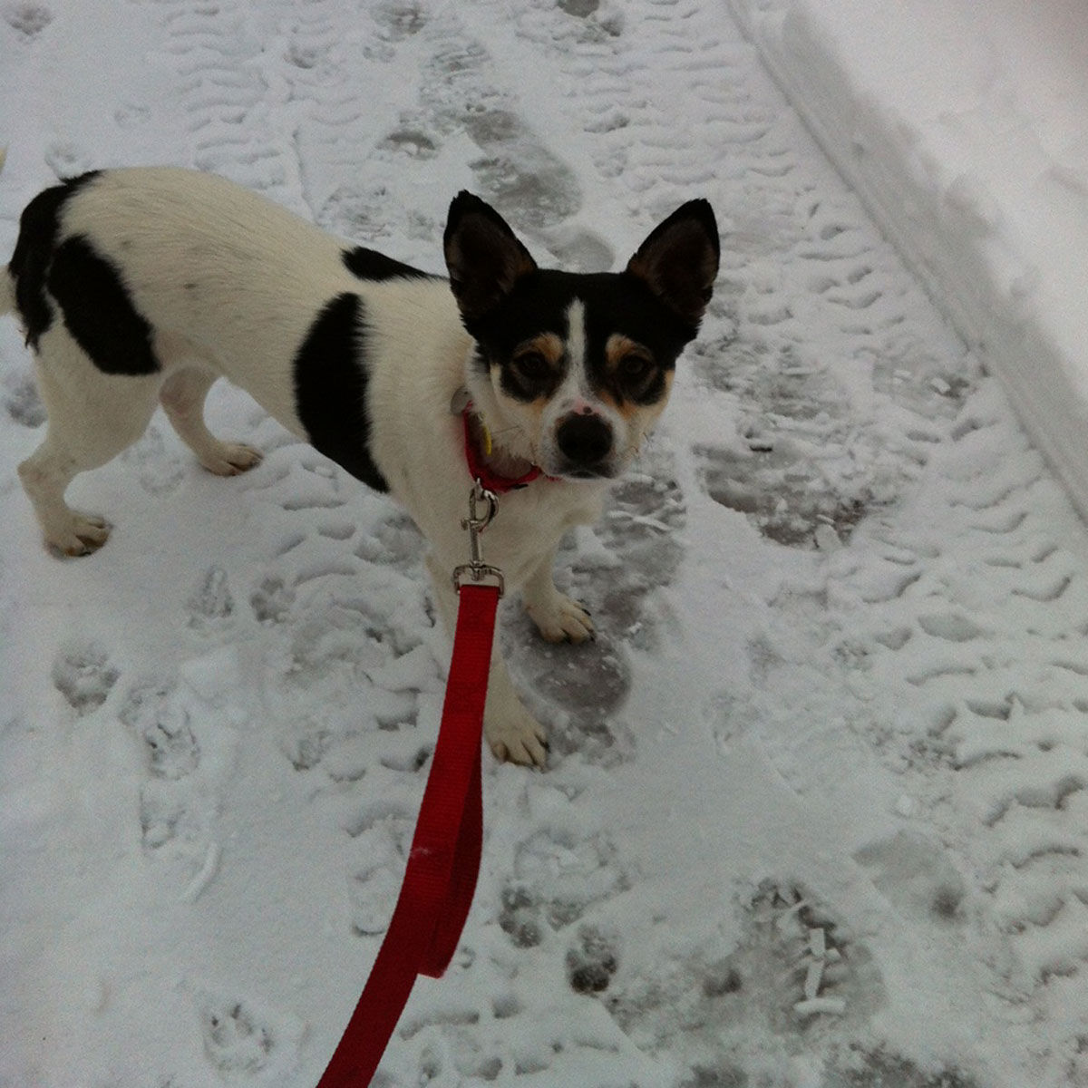 The Times Cutest Pets of Winter 2018